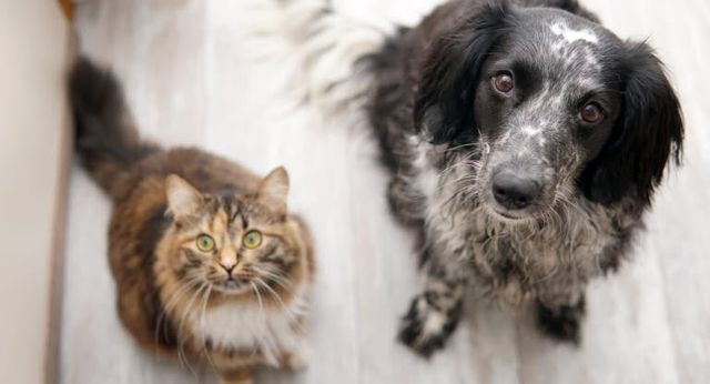 Katze und Hund schauen sitzend erwartungsvoll in die Kamera.
