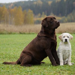 Braun Labrador und weißer Labradorwelpe