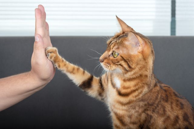 Katze gibt Menschen High-Five