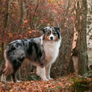 Australian Shepherd