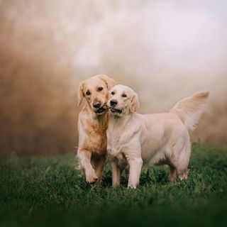 Die zwei Golden Retriever.