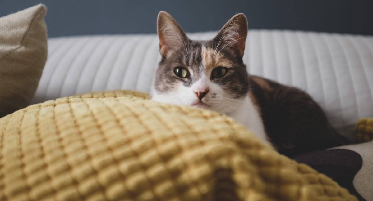 Stress Kann Katzen Krank Machen Agria Tierversicherung