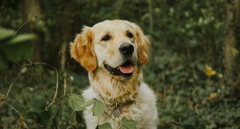 Golden Retriever Steckbrief - GolDen Retriver In Forest