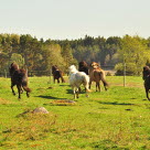 6 Islandpferde im Galopp auf der Wiese im Aktivstall