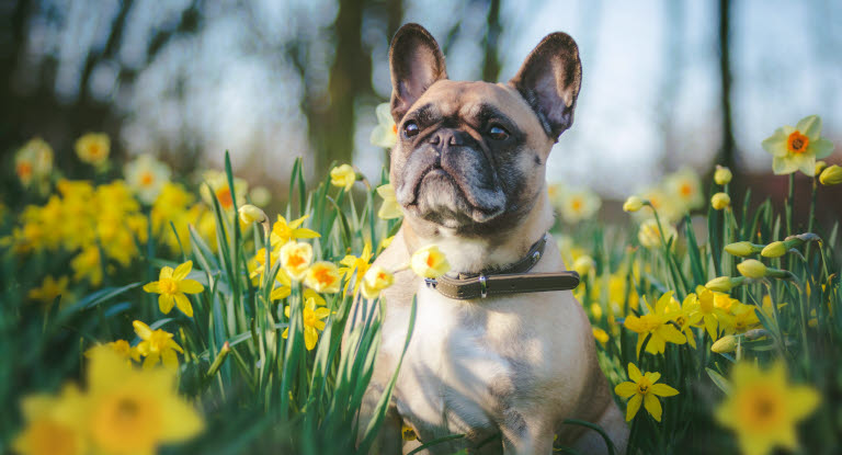 Französische Bulldogge auf der Wiese