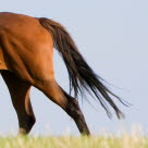 Hinterhand eines Pferdes ohne Kreuzverschlag mit ausgeprägter Muskulatur im Galopp