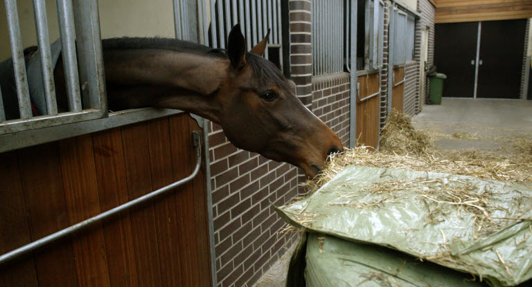 Pferd wird im Stall mit Raufutter gefüttert