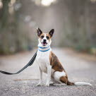 Hund an Leine beim Gassigehen