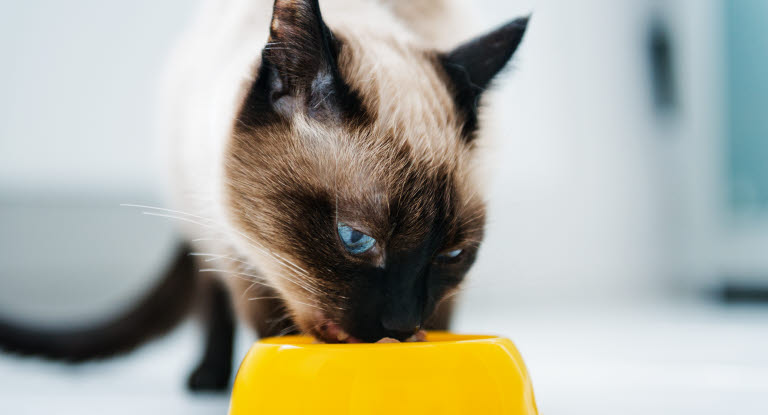 Katze frisst aus Napf