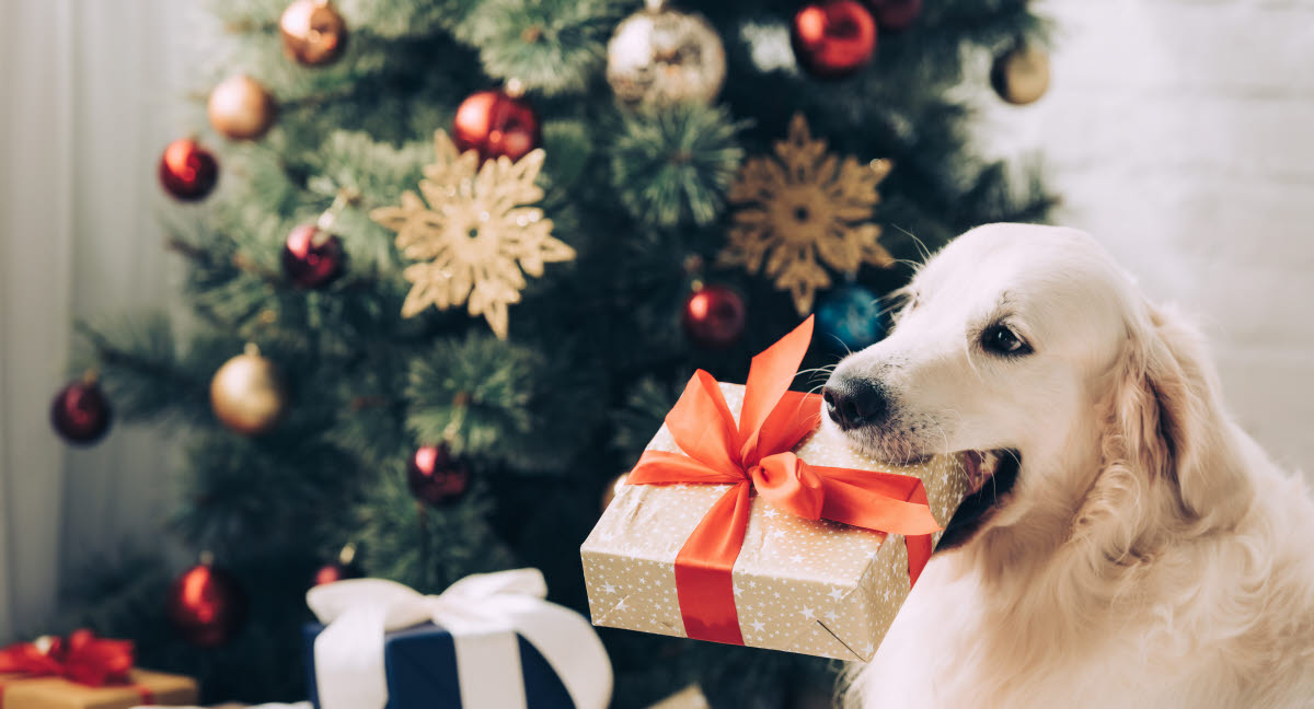 Geschenketipps für deinen Hund zu Weihnachten Agria Tierversicherung