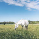 Pferd auf abgefressener Weide